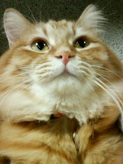 たぬきちっく?_d0355333_14085052.jpg