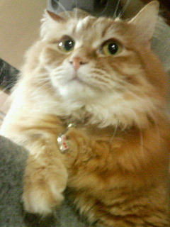 たぬきちっく?_d0355333_14085096.jpg