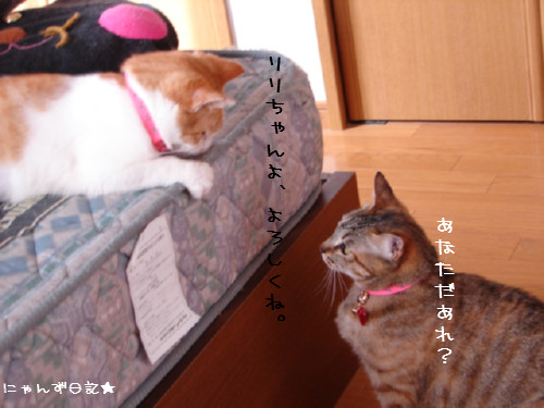 りりちゃん里親さん決定_d0355333_14085226.jpg