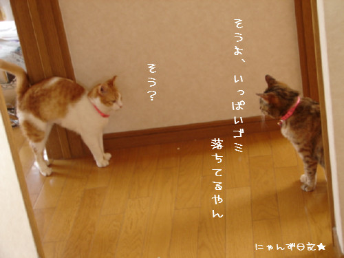 りりちゃん里親さん決定_d0355333_14085393.jpg