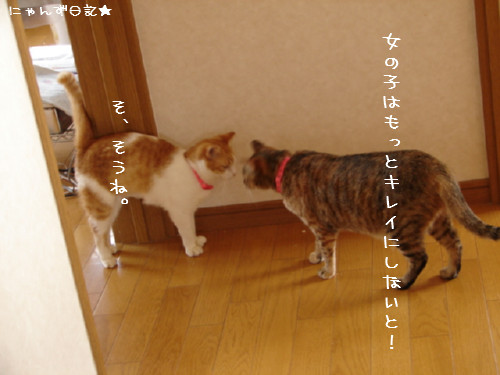 りりちゃん里親さん決定_d0355333_14085404.jpg