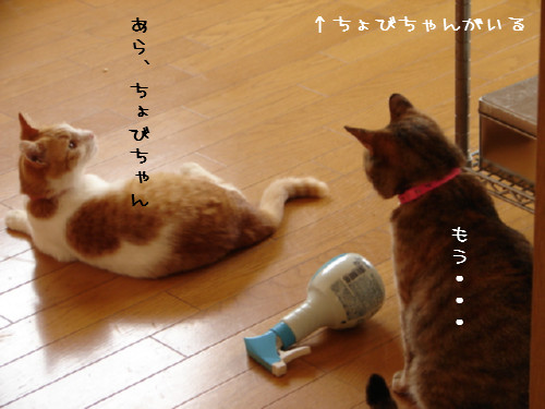 怖いものなし?_d0355333_14085577.jpg
