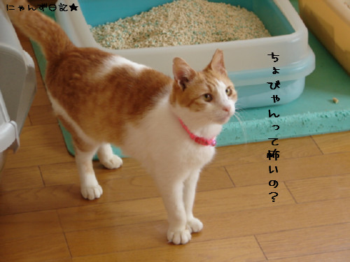 怖いものなし?_d0355333_14085626.jpg