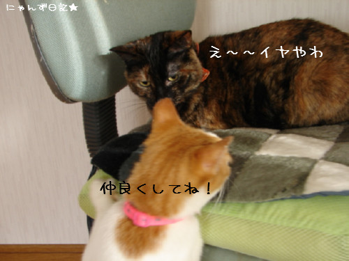 怖いものなし?_d0355333_14085714.jpg