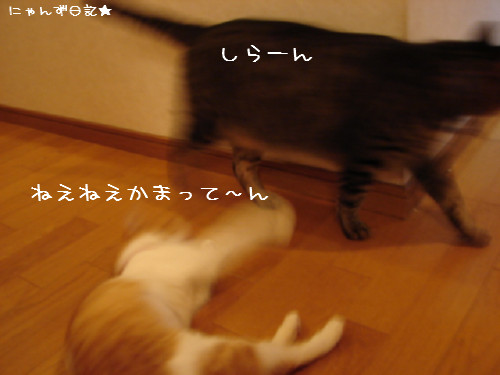 ぜんまい巻き過ぎ_d0355333_14091698.jpg