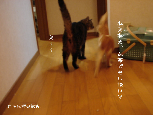 ぜんまい巻き過ぎ_d0355333_14091732.jpg