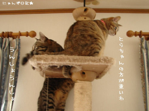 運命なのね、モンちゃん_d0355333_14092129.jpg