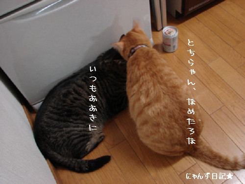 とらちゃんの悩み事_d0355333_14092302.jpg