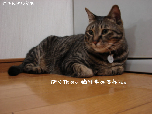 とらちゃんの悩み事_d0355333_14092336.jpg