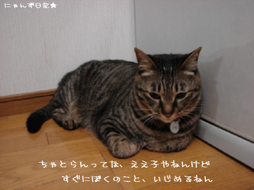 とらちゃんの悩み事_d0355333_14092360.jpg