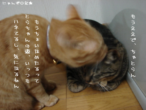 とらちゃんの悩み事_d0355333_14092375.jpg