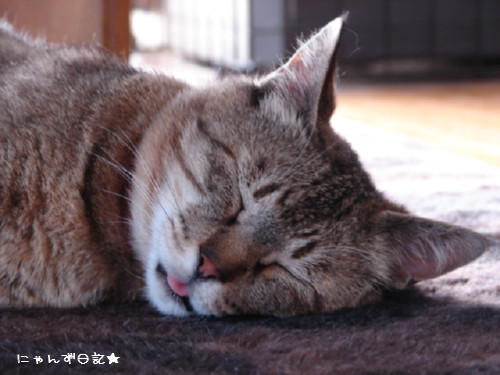 ちょびペロ_d0355333_14092417.jpg