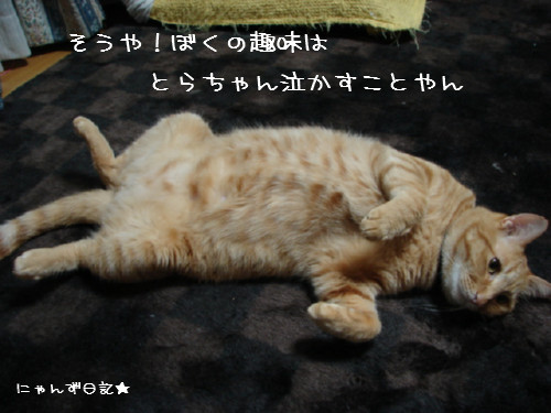 とらちゃんの悩み事_d0355333_14092459.jpg
