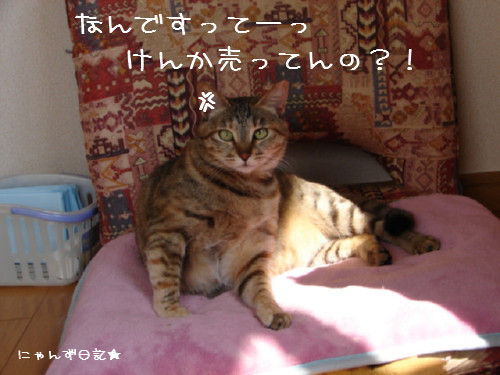 主犯にゃんは誰だ?!_d0355333_14092563.jpg