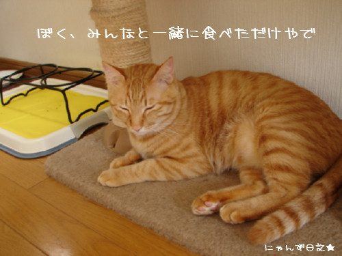 主犯にゃんは誰だ?!_d0355333_14092644.jpg
