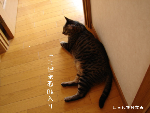 主犯にゃんは誰だ?!_d0355333_14092667.jpg