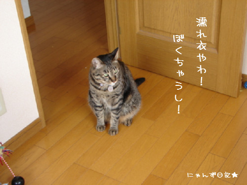 主犯にゃんは誰だ?!_d0355333_14092683.jpg