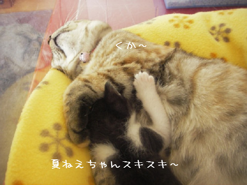 八重子ちゃんかみんぐすーん!_d0355333_14092826.jpg