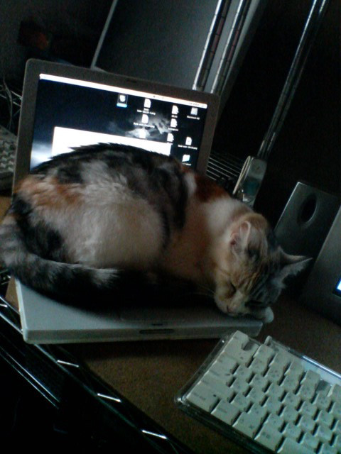 こはるちゃん、ふかふか_d0355333_14092942.jpg
