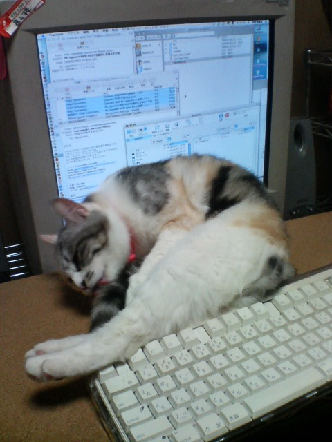こはるちゃん、ふかふか_d0355333_14092947.jpg