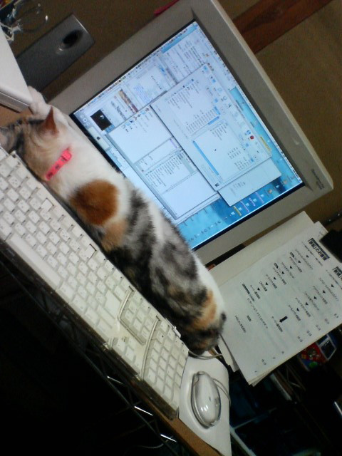 こはるちゃん、ふかふか_d0355333_14093001.jpg