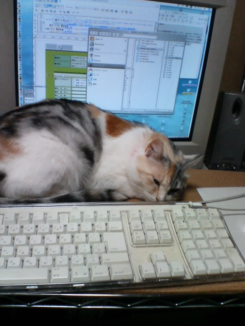こはるちゃん、ふかふか_d0355333_14093006.jpg