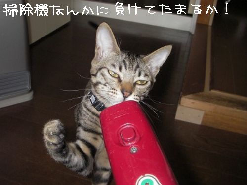 やえちゃんマリオを目指す?の巻_d0355333_14093152.jpg