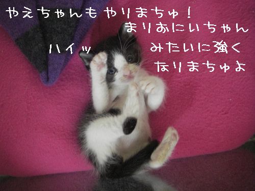 やえちゃんマリオを目指す?の巻_d0355333_14093249.jpg