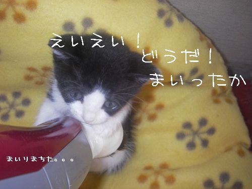 やえちゃんマリオを目指す?の巻_d0355333_14093268.jpg