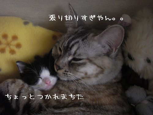 やえちゃんマリオを目指す?の巻_d0355333_14093270.jpg