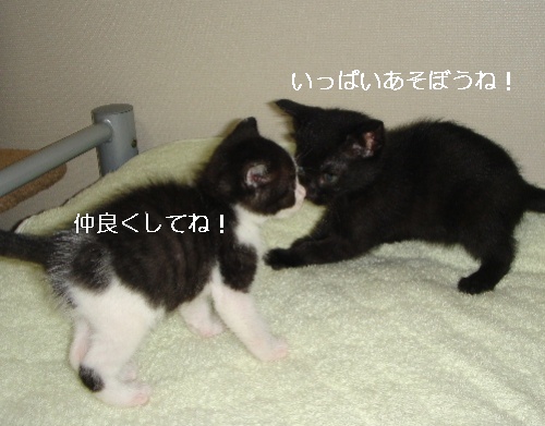 八重ちゃん里親さん決まりました!_d0355333_14093362.jpg
