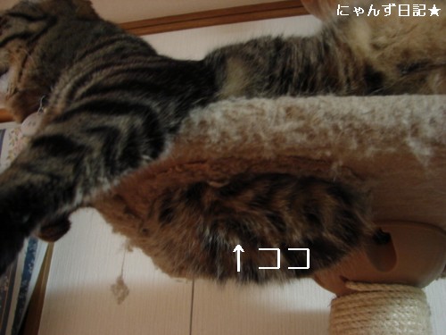 穴からお腹_d0355333_14093534.jpg