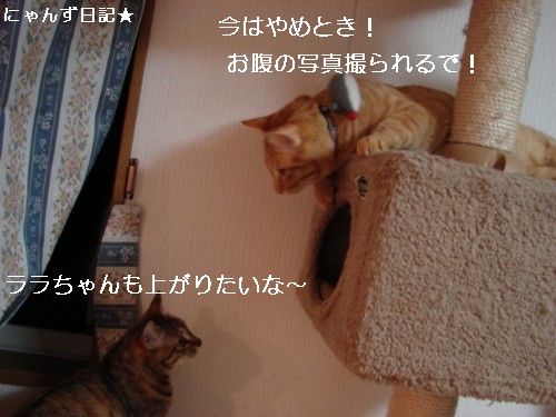 穴からお腹_d0355333_14093598.jpg