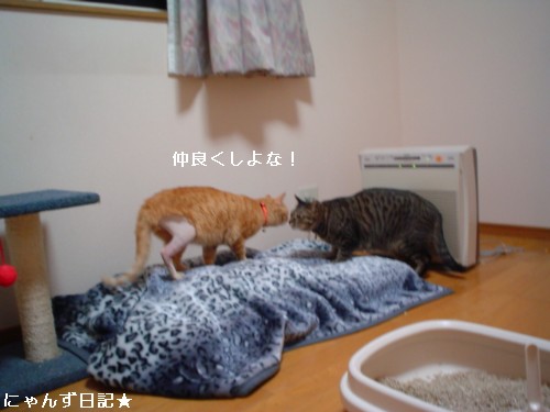 ボス猫への道★回想_d0355333_14093955.jpg