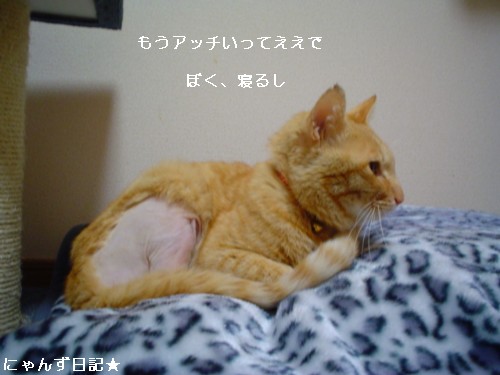 ボス猫への道★回想_d0355333_14094003.jpg