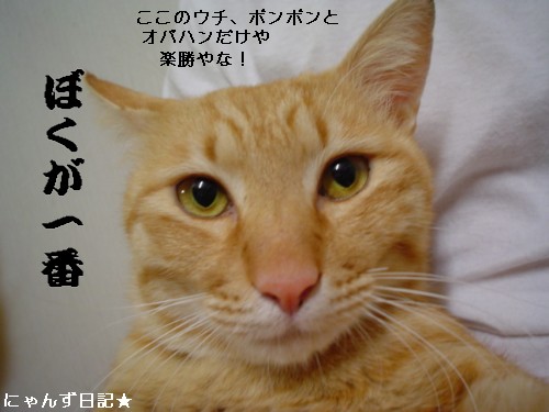 ボス猫への道★回想_d0355333_14094008.jpg