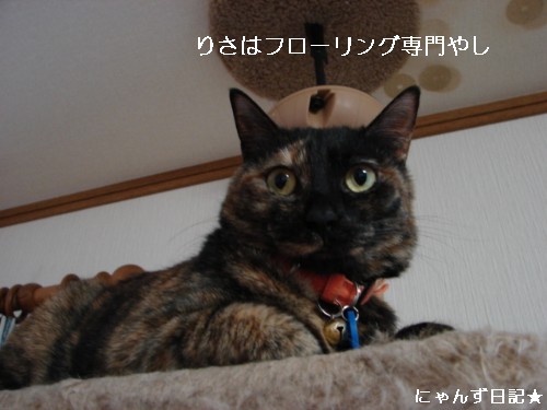 犯にゃんは誰だ★ゲロゲロシスターズ編_d0355333_14094192.jpg