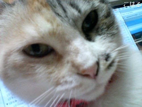 blogpet?こはる日記_d0355333_14100173.jpg