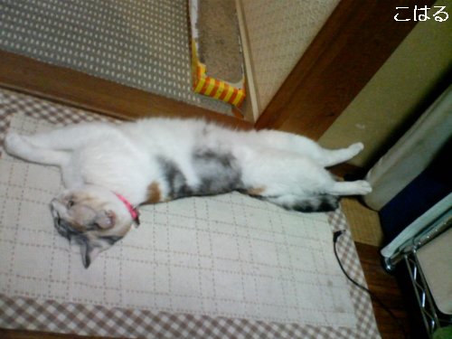 blogpet?こはる日記_d0355333_14100283.jpg