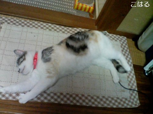 blogpet?こはる日記_d0355333_14100297.jpg