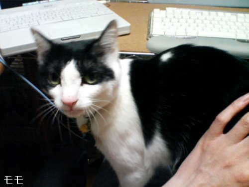 blogpet?こはる日記_d0355333_14100388.jpg
