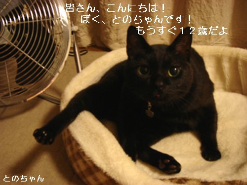 かわいいとのちゃん_d0355333_14100861.jpg