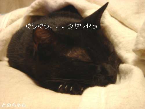 かわいいとのちゃん_d0355333_14100962.jpg