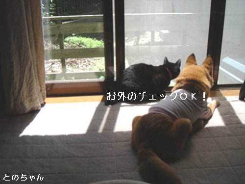 かわいいとのちゃん_d0355333_14101034.jpg