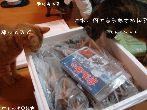 かに・カニ・蟹~!!_d0355333_14103296.jpg