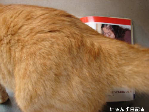 猫の手帖7月号_d0355333_14103576.jpg
