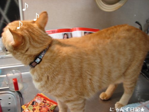 猫の手帖7月号_d0355333_14103602.jpg