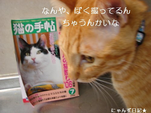 猫の手帖7月号_d0355333_14103718.jpg