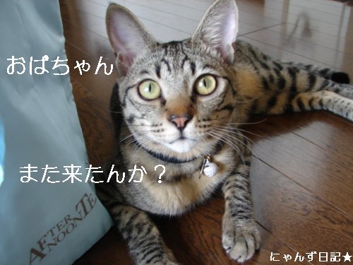 ちびちび白黒3にゃんず_d0355333_14104133.jpg