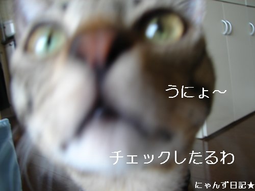 ちびちび白黒3にゃんず_d0355333_14104235.jpg